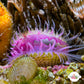 Mini Purple Flame Scallop | Limaria sp.