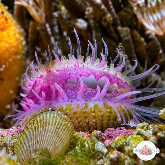 Mini Purple Flame Scallop | Limaria sp.