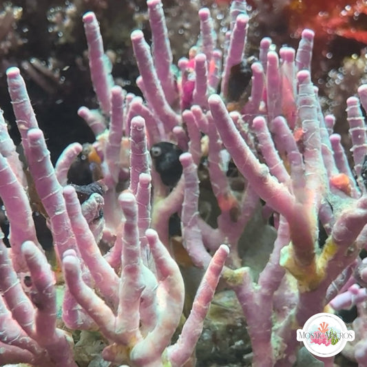 Staghorn Coralline Macroalgae | Neogoniolithon strictum