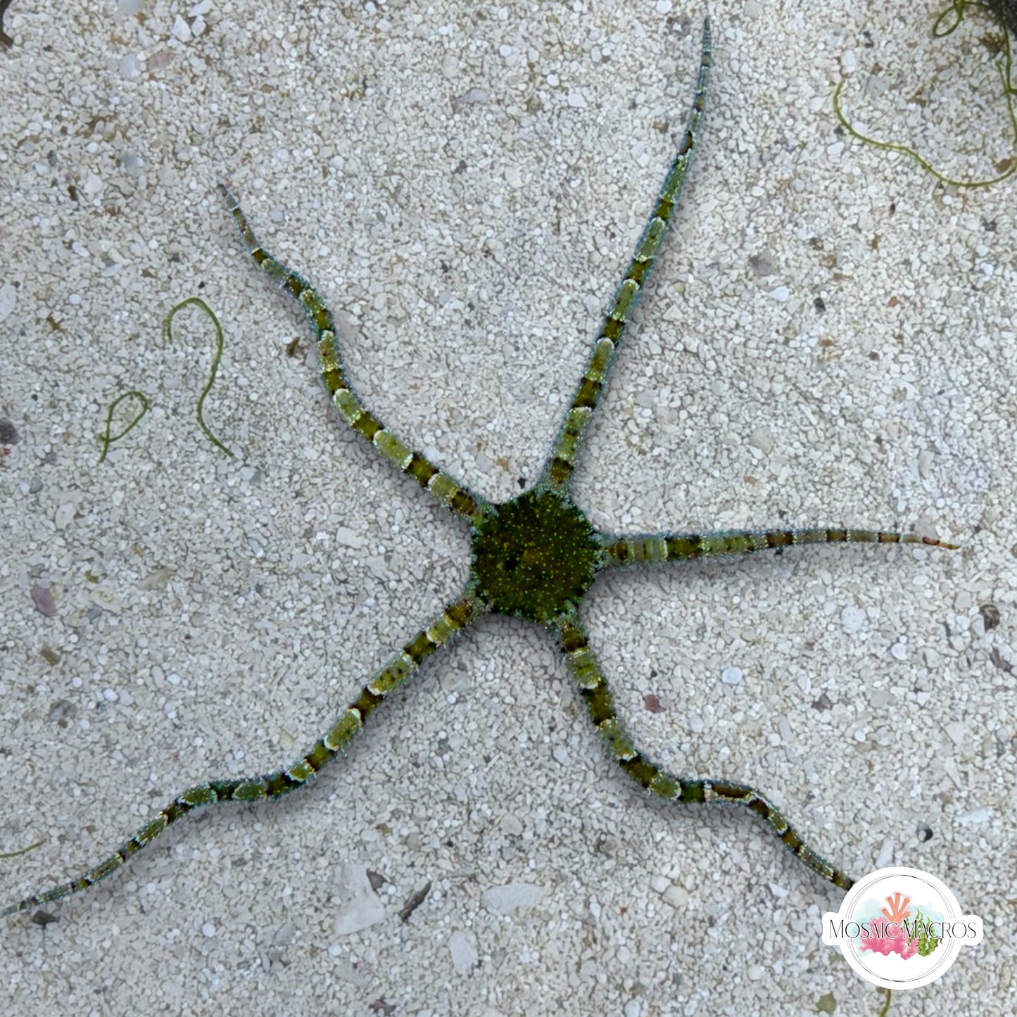 Colored Banded Serpent Star | Ophiuroids spp.