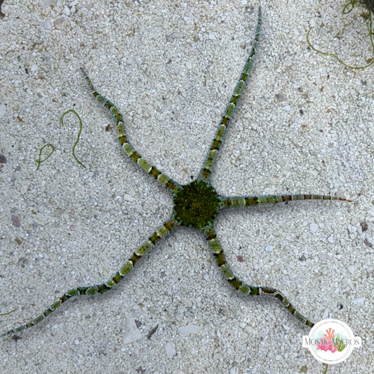 Colored Banded Serpent Star | Ophiuroids spp.