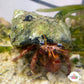 Starry-Eyed Hermit Crab | Dardanus venosus