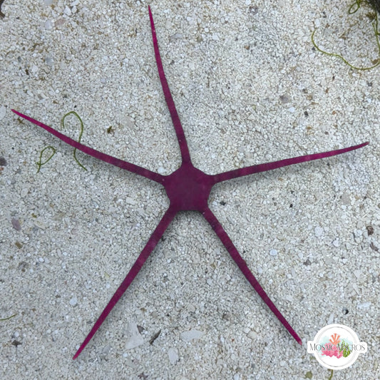 Purple Serpent Star | Ophiuroids spp.
