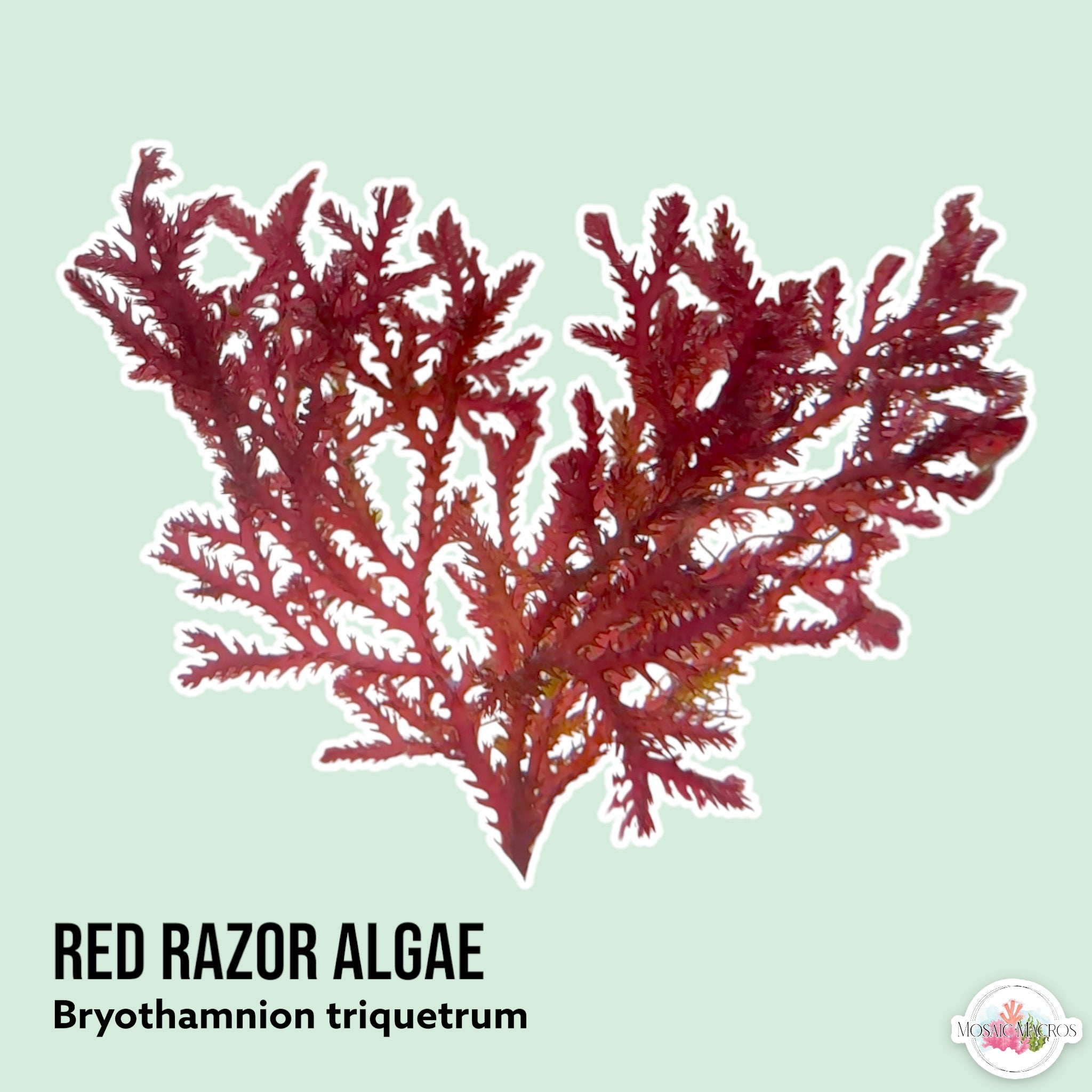 Red Razor Beam Red Razor Macroalgae | Bryothamnion triquetrum – MosaicMacros