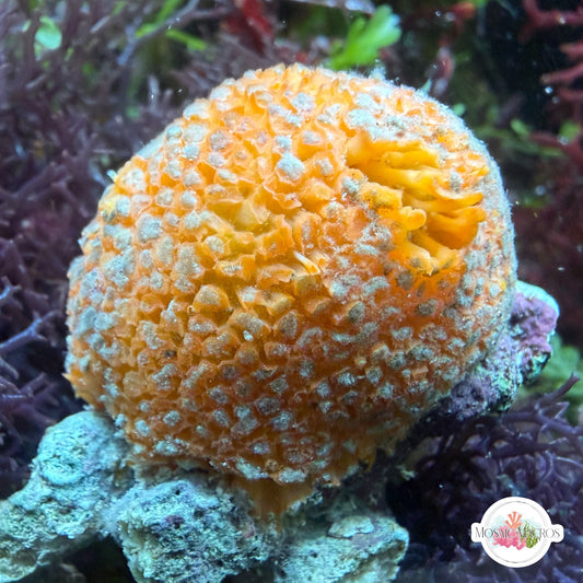 Orange Scaled Ball Sponge | Cinachyra sp.