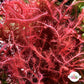 Chenille Weed Macroalgae | Dasya sp.
