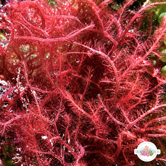Chenille Weed Macroalgae | Dasya sp.
