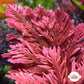Flaming Phoenix Macroalgae | Haliptilon sp.