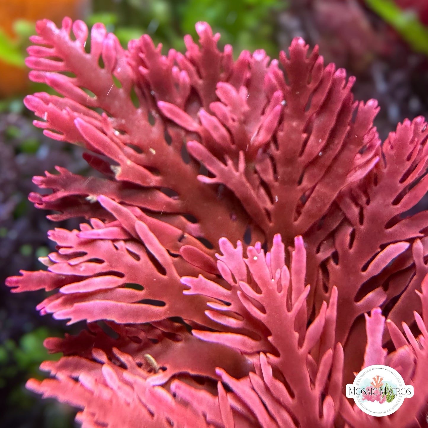Flaming Phoenix Macroalgae | Haliptilon sp.