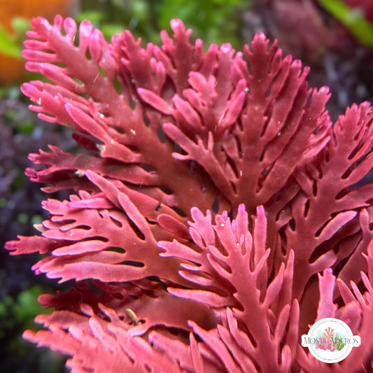 Flaming Phoenix Macroalgae | Haliptilon sp.