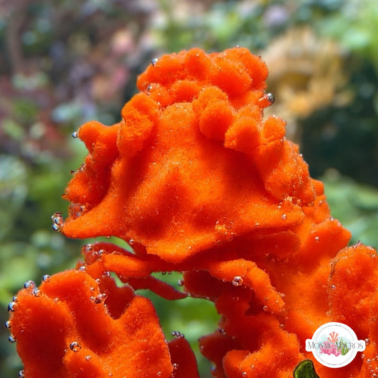 Sponge Decorator Crab | Marcocoeloma trispinosum