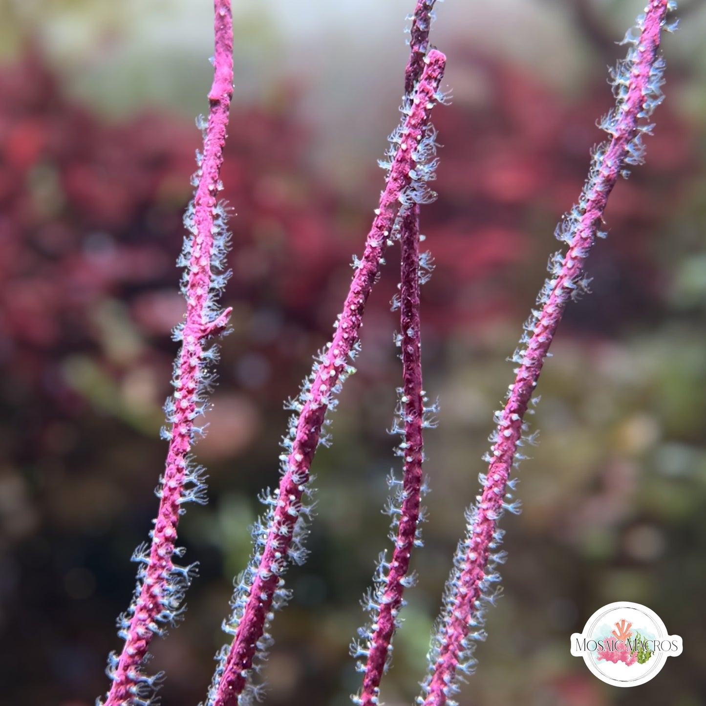 Purple Sea Whip | Leptogorgia vigulata