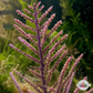 Frilly Gorgonian | Pseudopterogorgia elisabethae