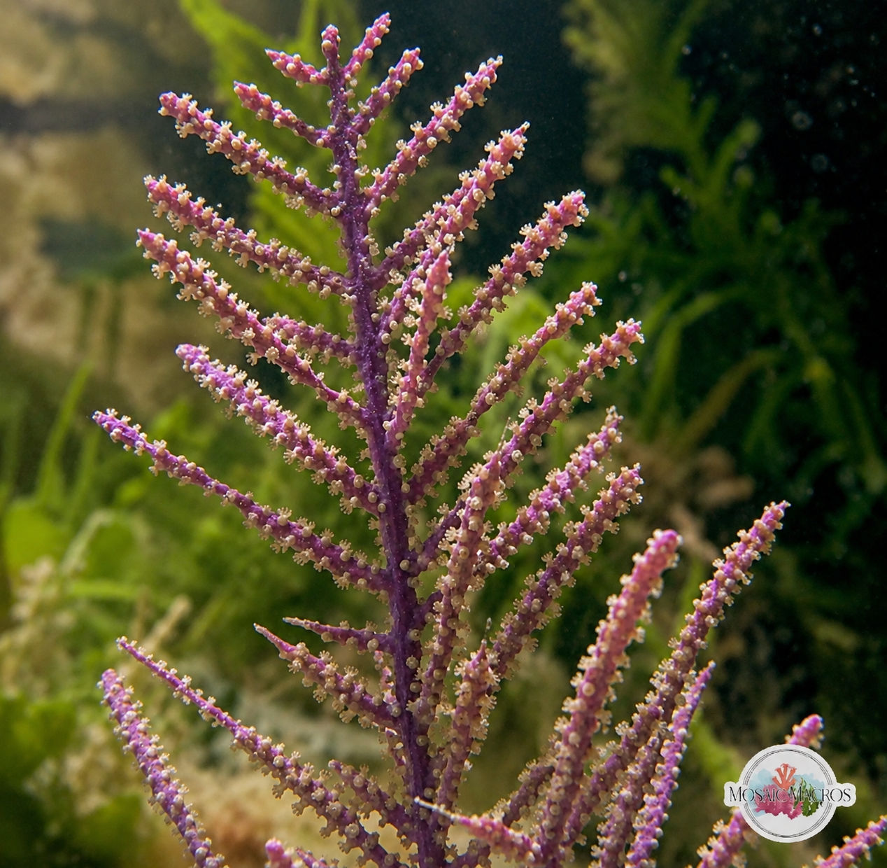 Frilly Gorgonian | Pseudopterogorgia elisabethae