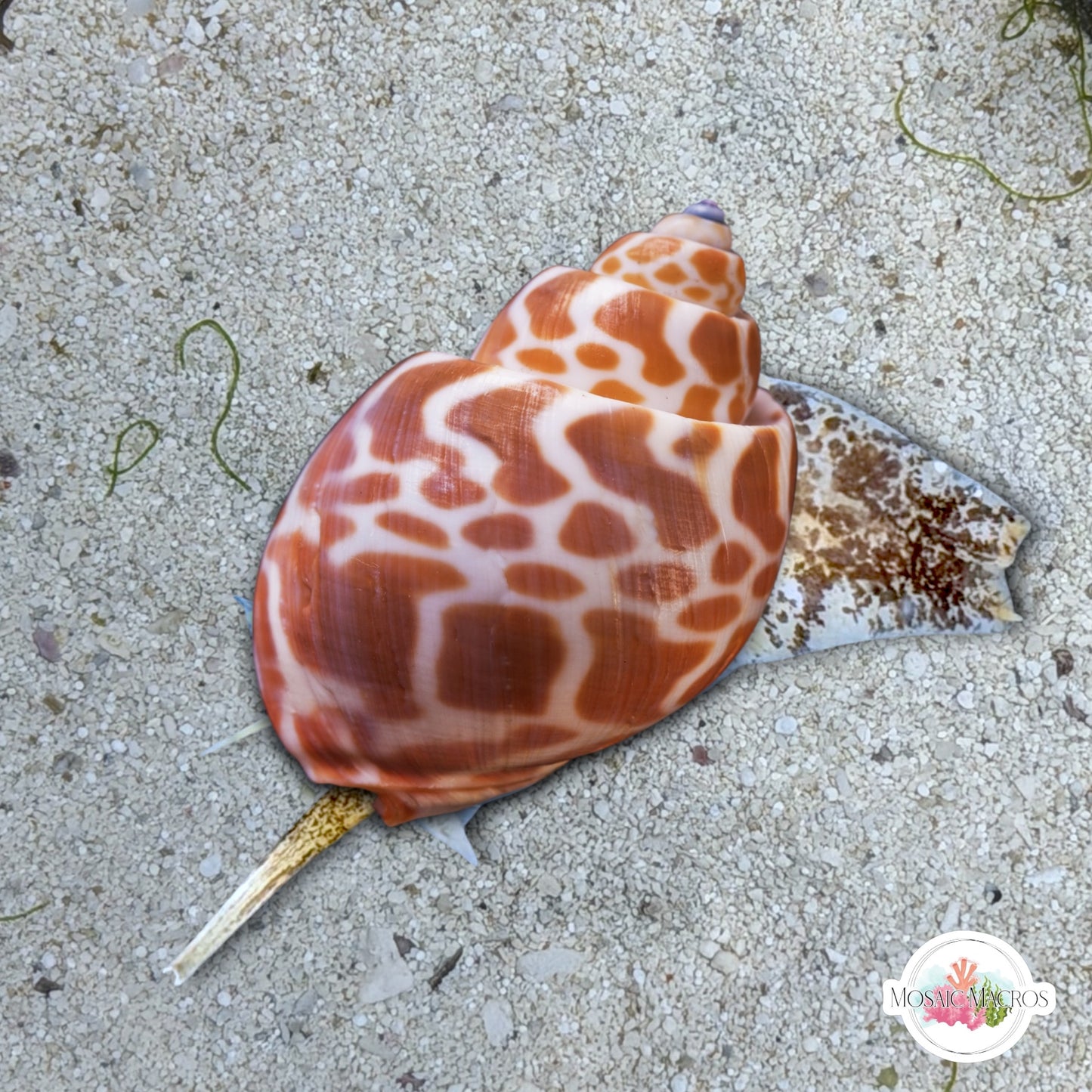 Leopard Nassarius Snail | Babylonia spirata