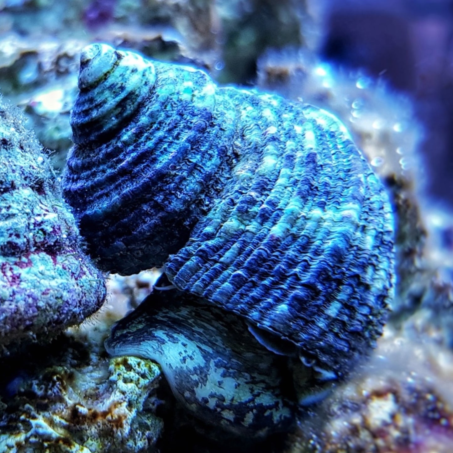 Torquato Turban Snail | Lunella torquata