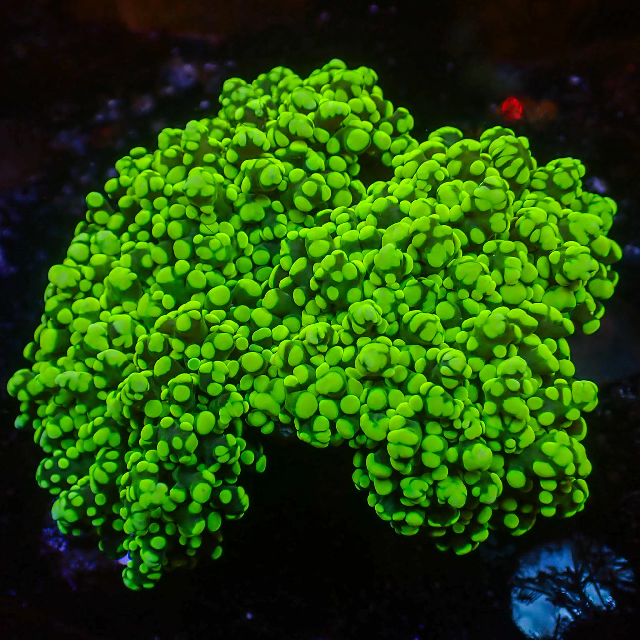 WYSWYG | Green Octospawn | Fimbriaphyllia yaeyamaensis