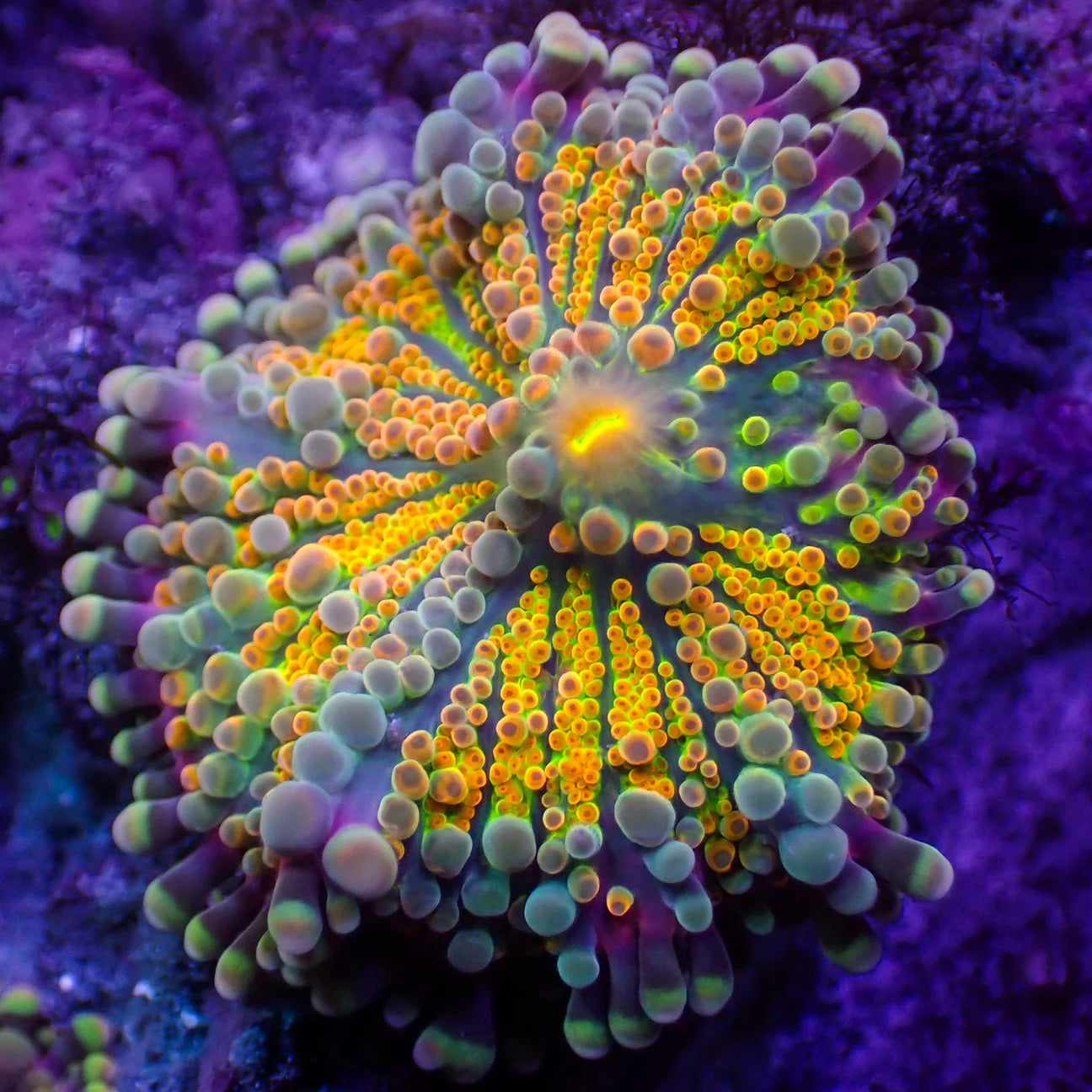 WYSWYG | Yuma Mushroom Ricordea | Ricordea yuma