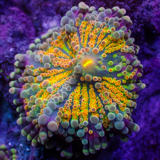 WYSWYG | Yuma Mushroom Ricordea | Ricordea yuma
