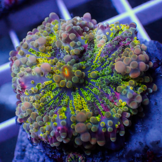 WYSWYG | Yuma Mushroom Ricordea | Ricordea yuma