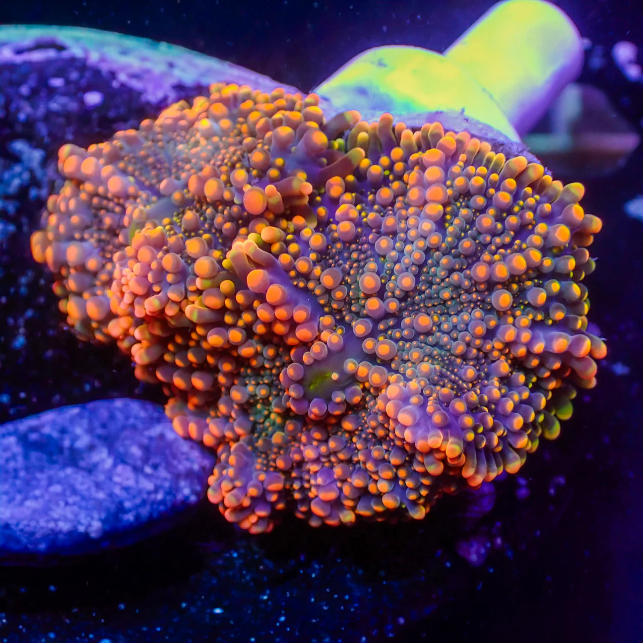 WYSWYG | Yuma Mushroom Ricordea | Ricordea yuma
