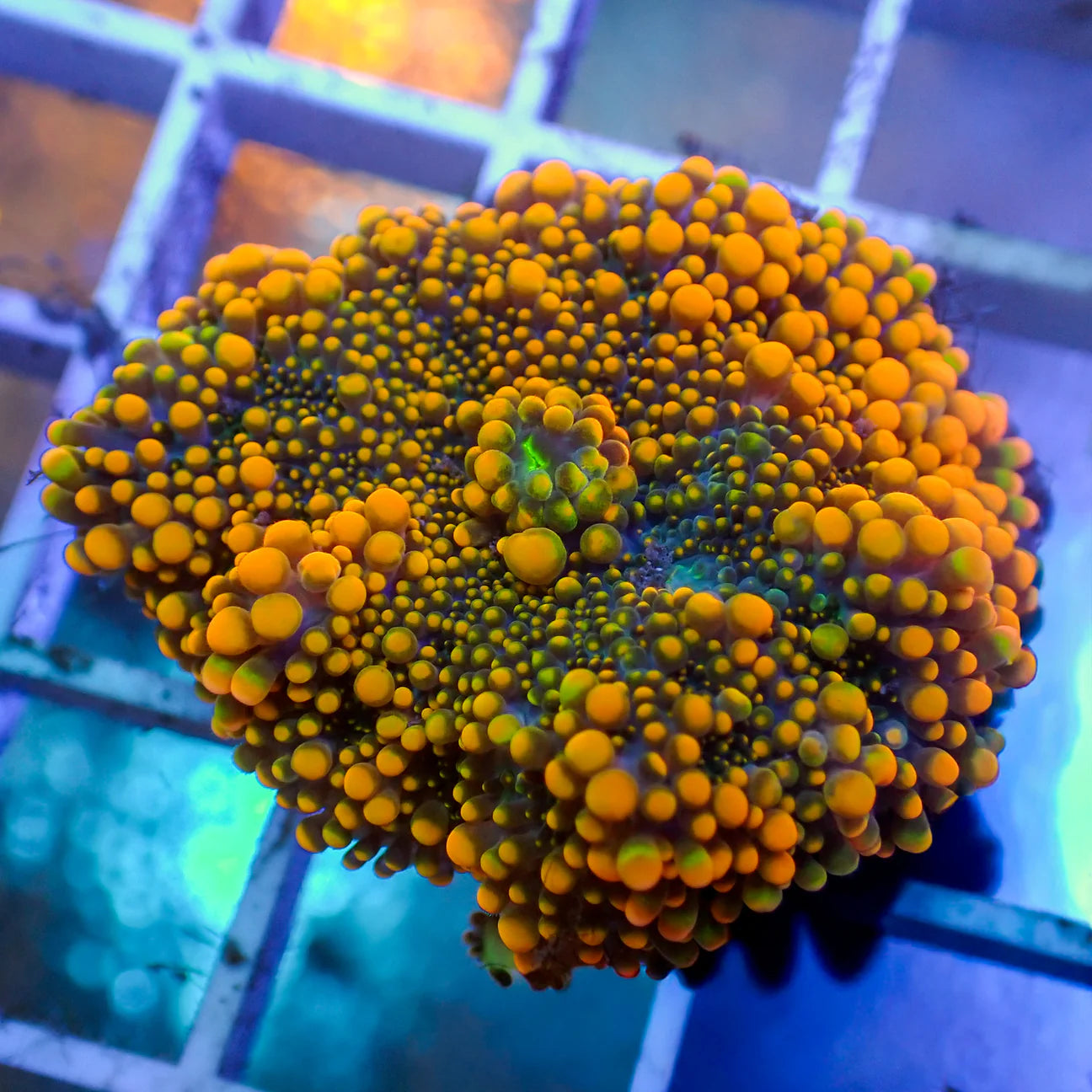 WYSWYG | Yuma Mushroom Ricordea | Ricordea yuma