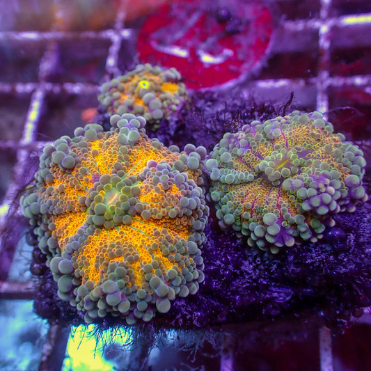 WYSWYG | Yuma Mushroom Ricordea | Ricordea yuma