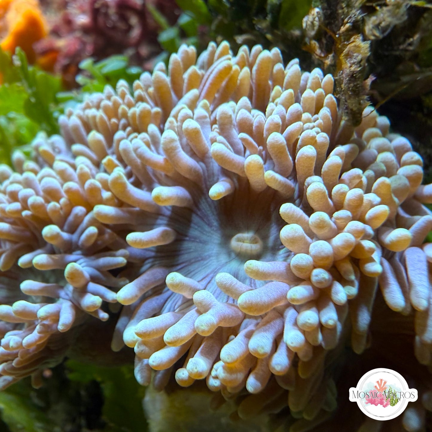 Duncan Polyp | Duncanopsammia sp.
