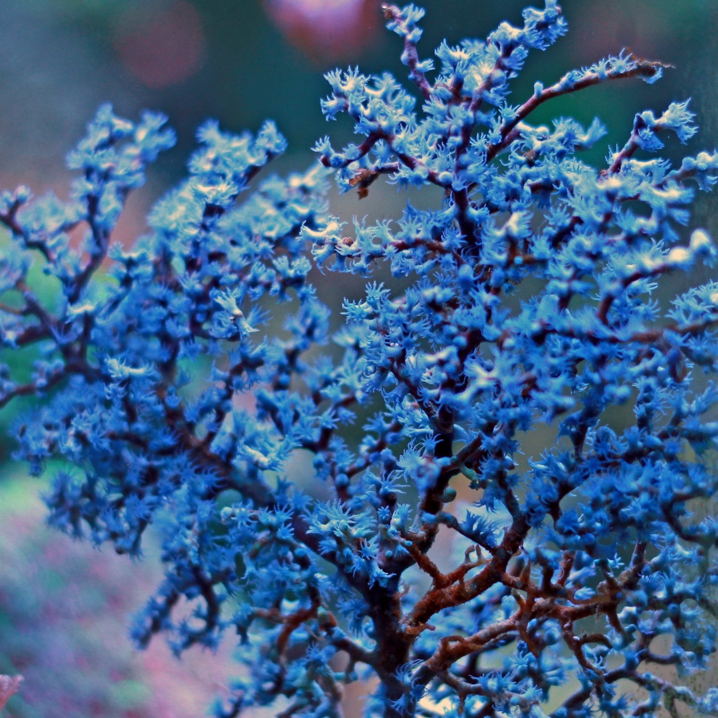 Blueberry Gorgonian | Acalycigorgia sp.