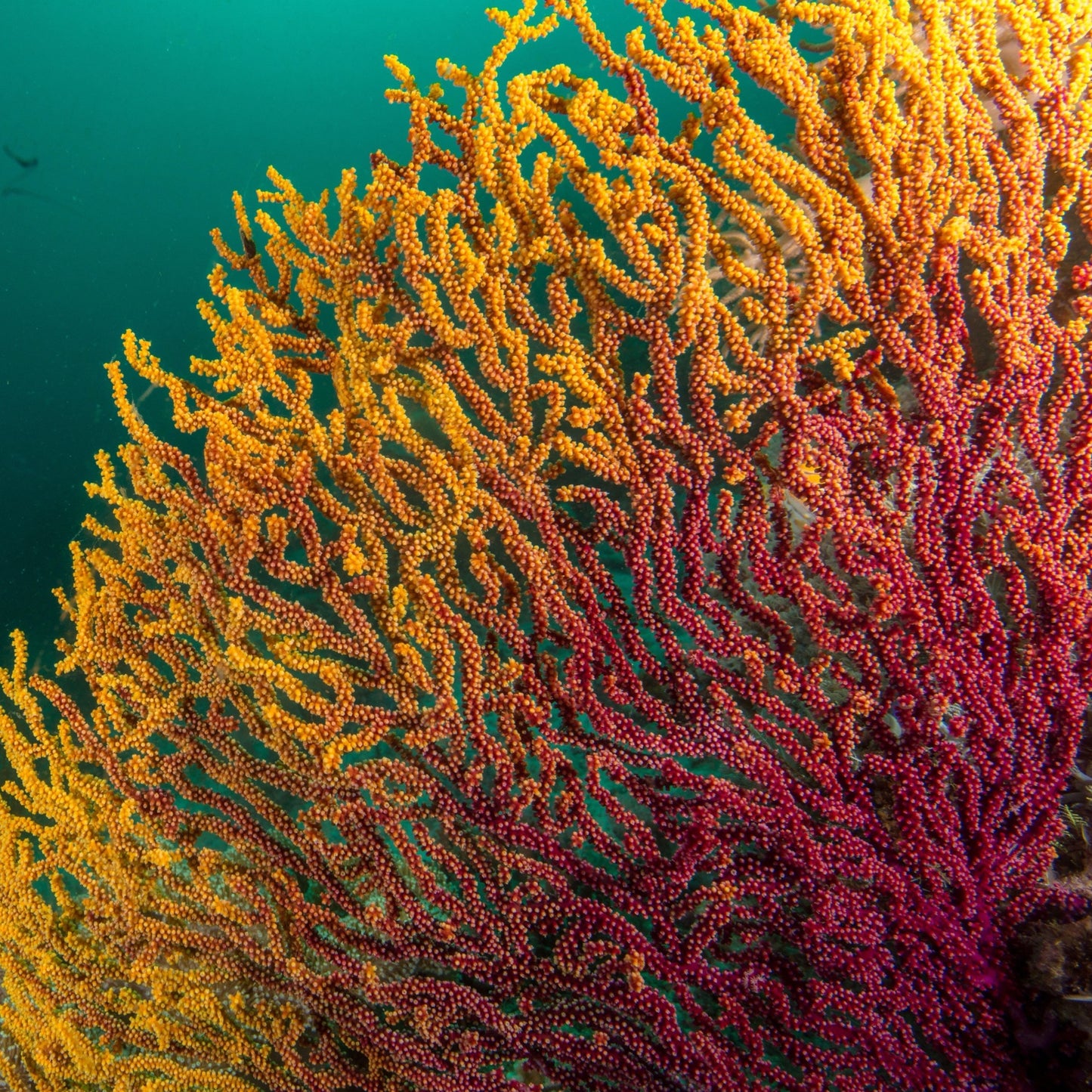 Burning Ember Gorgonian | Acanthogorgia isoxya