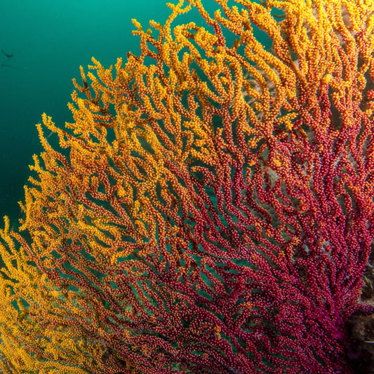 Burning Ember Gorgonian | Acanthogorgia isoxya
