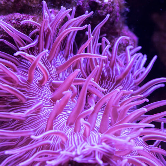 Purple Long-Tentacle Anemone | Macrodactyla doreensis