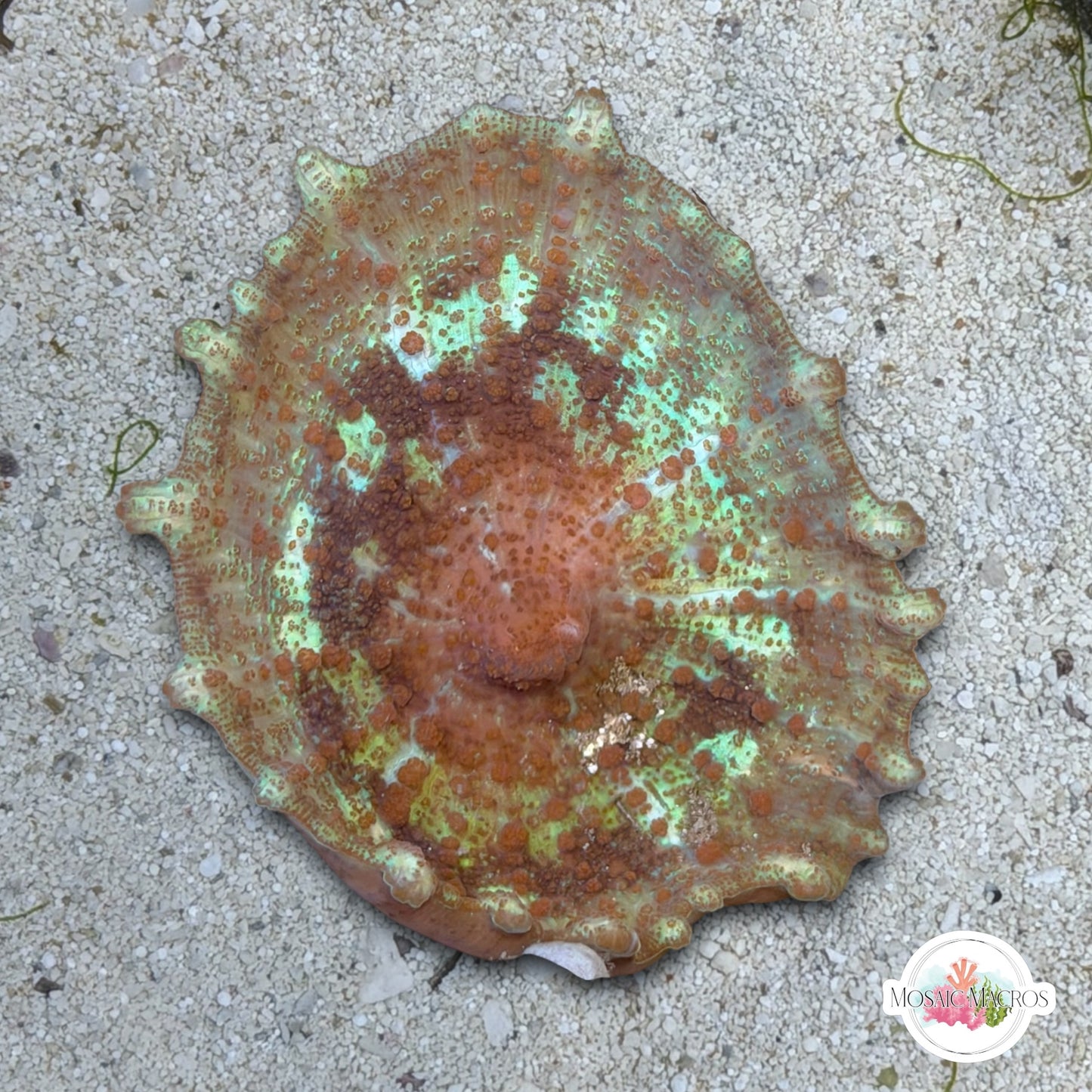 Rainbow Umbrella Mushroom | Discosoma neglecta