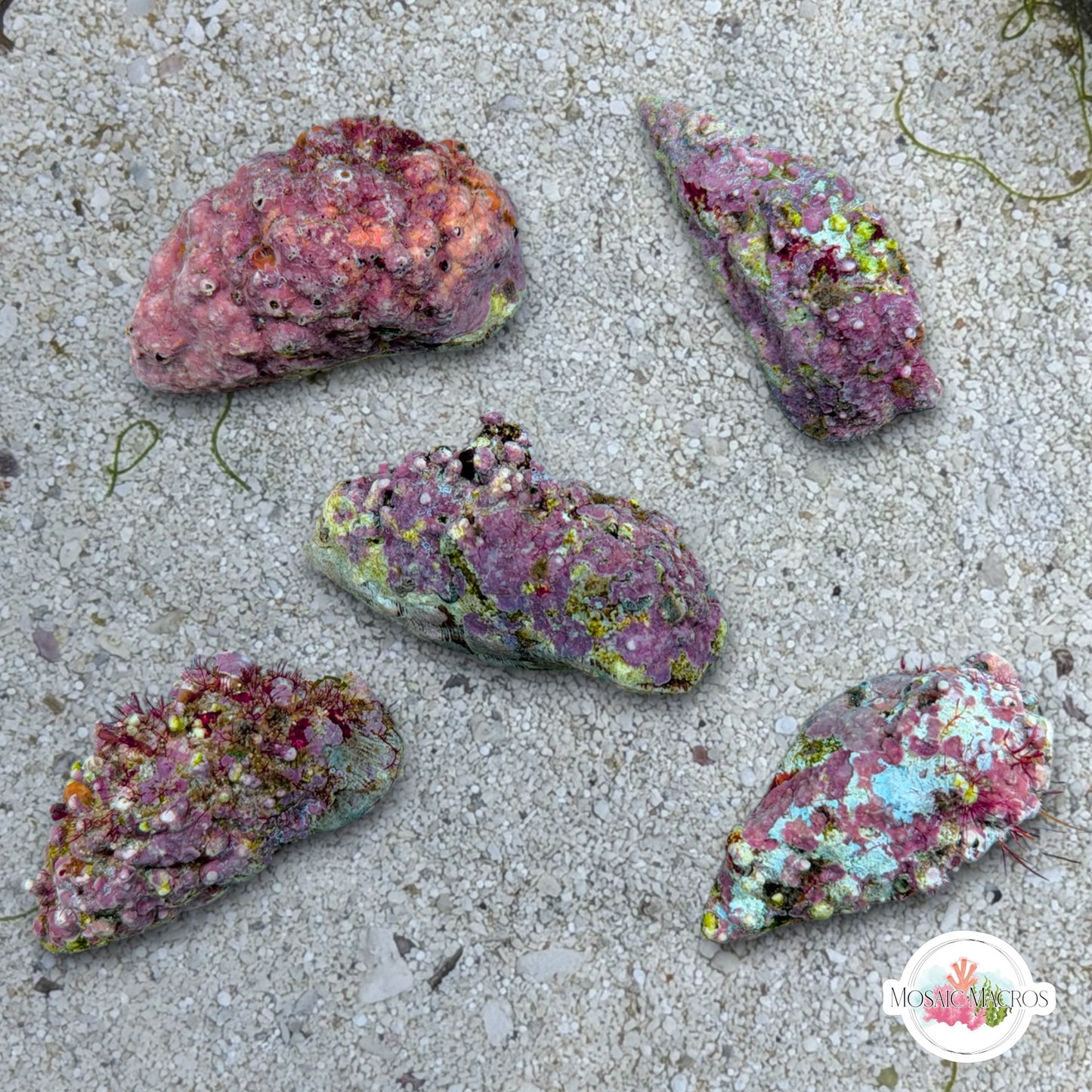 Coralline Stocky Cerith Snail | Cerithium sp.