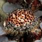 Tiger Cowrie Snail | Cypraea tigris