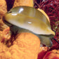 Atlantic Gray Cowrie Snail | Luria cinerea