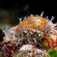 Thrush Cowrie Snail | Naria turdus