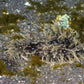 Ragged Sea Hare | Bursatella leachii
