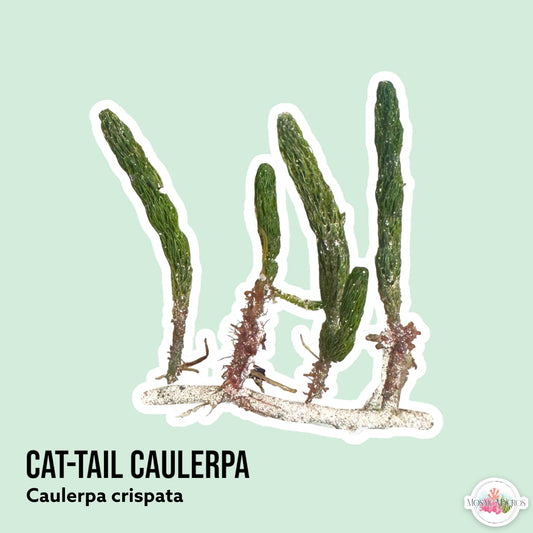 Cat Tail Caulerpa Macroalgae | Caulerpa crispata