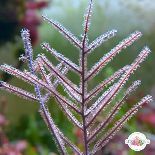 Frilly Gorgonian | Pseudopterogorgia elisabethae