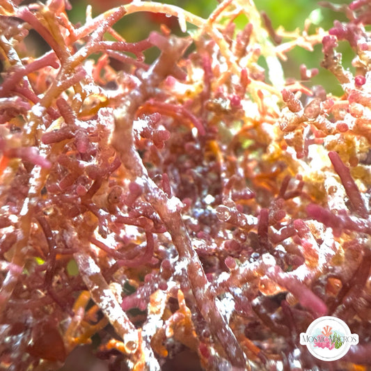 Rusty Laurencia Macroalgae | Laurencia sp.