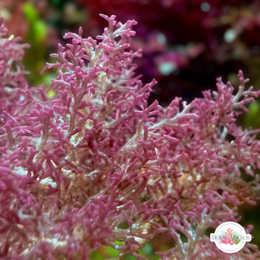 Intricate Laurencia Macroalgae | Laurencia intricata