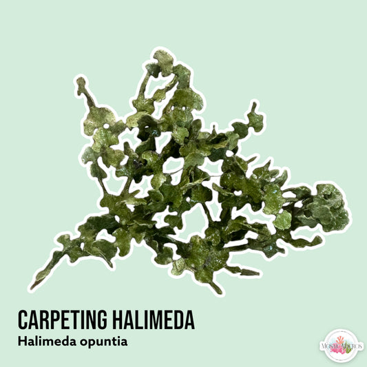 Carpeting Halimeda Macroalgae | Halimeda opuntia