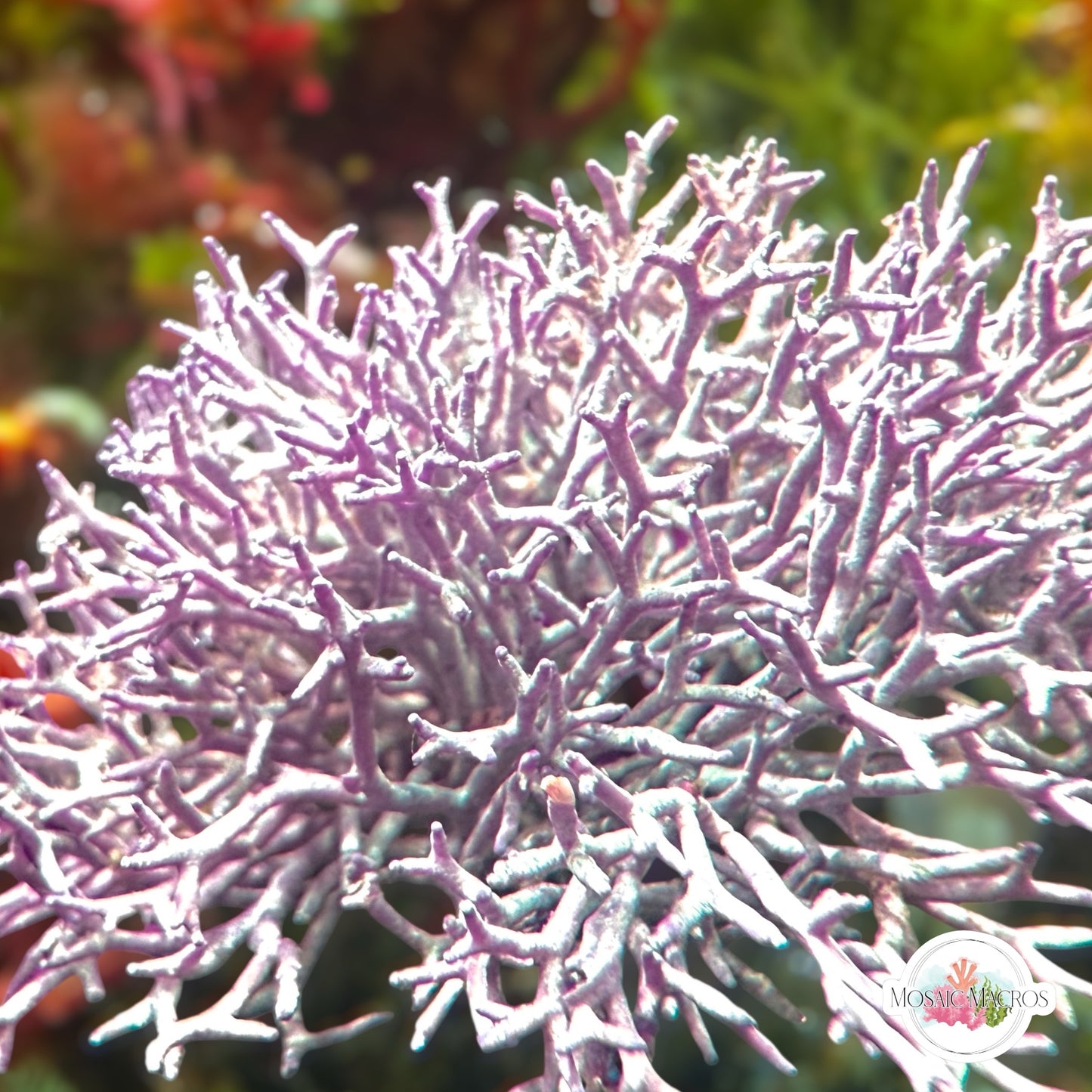 Thin Branching Coralline Macroalgae | Corallina sp.