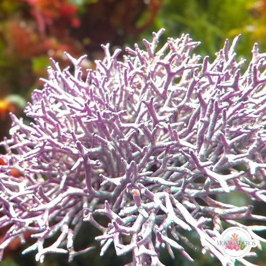 Thin Branching Coralline Macroalgae | Corallina sp.