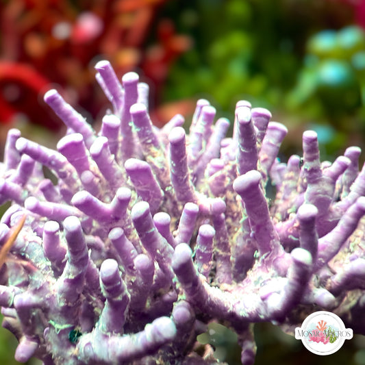Staghorn Coralline Macroalgae | Neogoniolithon strictum