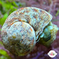 Torquato Turban Snail | Lunella torquata