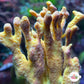 Yellow Coral Sponge | Unknown sp.