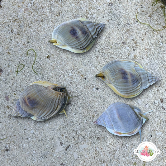 Helmet Nassarius Snail | Nassarius sp.