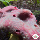 Strawberry Sponge | Haliclona sp.